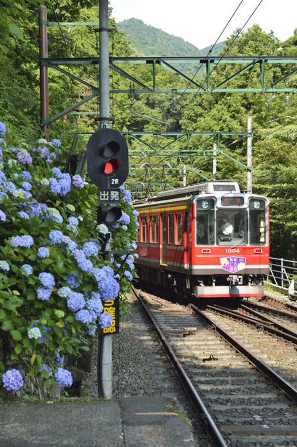 【栃木県内発】 初夏を彩る!箱根あじさい電車と箱根ホテル小涌園ランチビュッフェ1